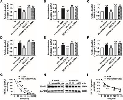 Lnc-C2orf63-4-1 Confers VSMC Homeostasis and Prevents Aortic Dissection Formation via STAT3 Interaction